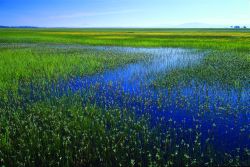 photo of Oregon wetlands