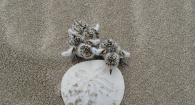 baby plovers next to a sand dollar