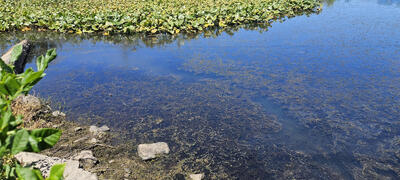 A shallow lake with plants growing below the water and ringed with lily pads and houses.