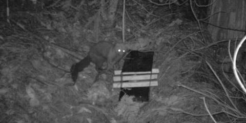 Klamath Siskiyou Carnivore Project Pekania pennanti Martes