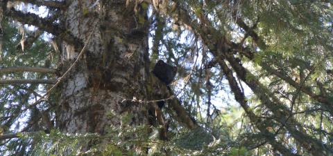 Medford Klamath Falls Bureau of Land Management BLM fisher Pekania Martes pennanti