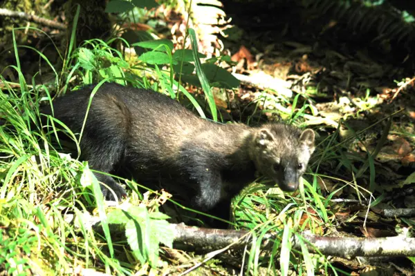 A Hoopa fisher in the woods.