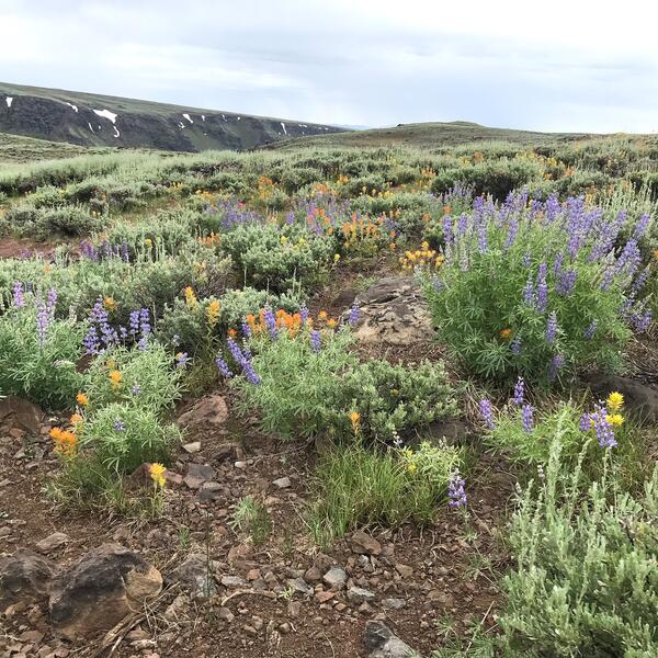 Low lying purple and orange wildflowers in the Steens Mountains.